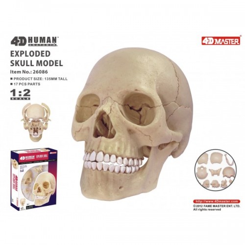 4D Master Kafatası Maketi