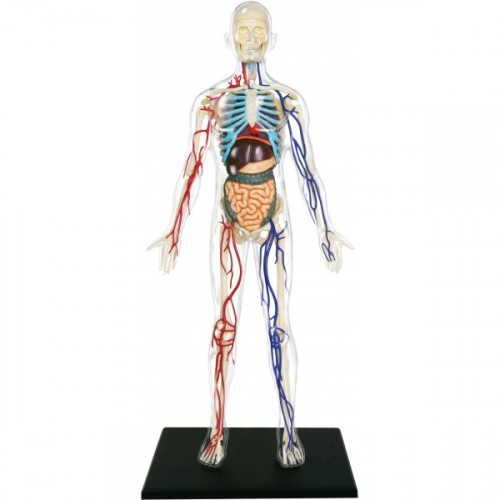4D Master Şeffaf İnsan Vücudu Maketi 33 cm