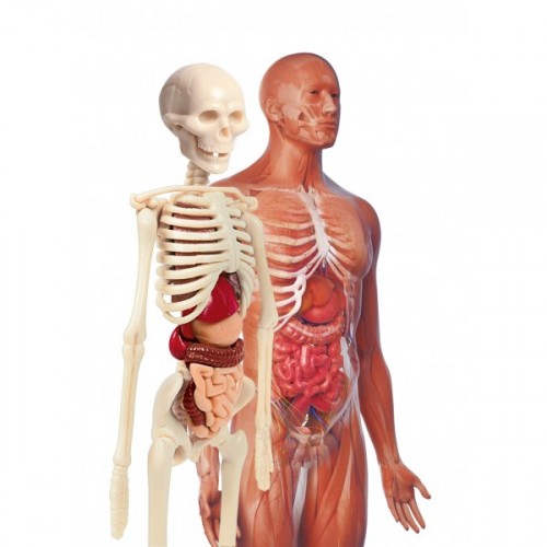 Clementoni İlk Keşiflerim İnsan Anatomisi 64297